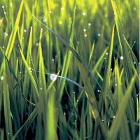 Свежескошенная трава, аромат-ароматизатор